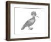 Bird Hoopoe-Neeti Goswami-Framed Art Print