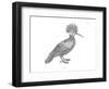 Bird Hoopoe-Neeti Goswami-Framed Art Print