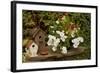 Bird House II-Philip Clayton-thompson-Framed Photographic Print