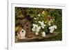 Bird House II-Philip Clayton-thompson-Framed Photographic Print