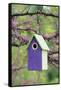 Bird House Nest Box in Eastern Redbud Tree in Spring, Marion, Il-Richard and Susan Day-Framed Stretched Canvas