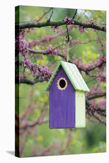 Bird House Nest Box in Eastern Redbud Tree in Spring, Marion, Il-Richard and Susan Day-Stretched Canvas