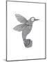 Bird Hummingbird-Neeti Goswami-Mounted Art Print