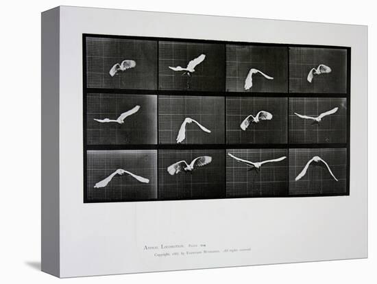 Bird in Flight, Plate 762 from 'Animal Locomotion', 1887-Eadweard Muybridge-Stretched Canvas