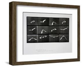 Bird in Flight, Plate 762 from 'Animal Locomotion', 1887-Eadweard Muybridge-Framed Premium Giclee Print