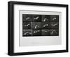 Bird in Flight, Plate 762 from 'Animal Locomotion', 1887-Eadweard Muybridge-Framed Premium Giclee Print