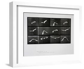 Bird in Flight, Plate 762 from 'Animal Locomotion', 1887-Eadweard Muybridge-Framed Premium Giclee Print