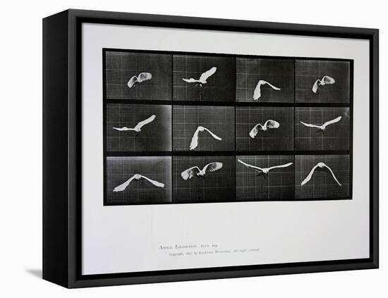 Bird in Flight, Plate 762 from 'Animal Locomotion', 1887-Eadweard Muybridge-Framed Stretched Canvas