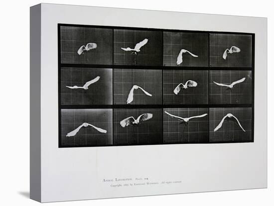 Bird in Flight, Plate 762 from 'Animal Locomotion', 1887-Eadweard Muybridge-Stretched Canvas