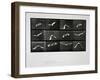 Bird in Flight, Plate 762 from 'Animal Locomotion', 1887-Eadweard Muybridge-Framed Giclee Print