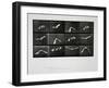 Bird in Flight, Plate 762 from 'Animal Locomotion', 1887-Eadweard Muybridge-Framed Giclee Print