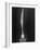 "Bird in Space," a Bronze Sculpture by Constantin Brancusi-null-Framed Photographic Print