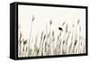 Bird in the Grass 1-Alan Hausenflock-Framed Stretched Canvas