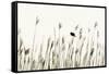 Bird in the Grass 1-Alan Hausenflock-Framed Stretched Canvas