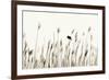 Bird in the Grass 1-Alan Hausenflock-Framed Photographic Print