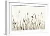 Bird in the Grass 1-Alan Hausenflock-Framed Photographic Print