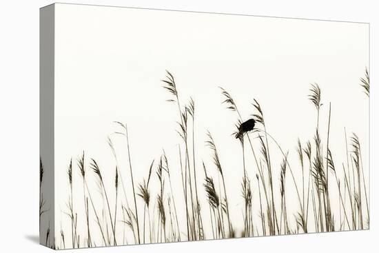 Bird in the Grass 2-Alan Hausenflock-Stretched Canvas