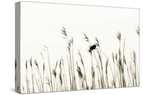 Bird in the Grass 2-Alan Hausenflock-Stretched Canvas