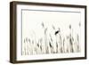 Bird in the Grass 2-Alan Hausenflock-Framed Photographic Print