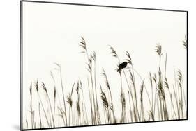 Bird in the Grass 2-Alan Hausenflock-Mounted Photographic Print