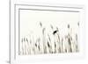 Bird in the Grass 2-Alan Hausenflock-Framed Photographic Print