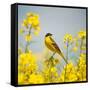 Bird in Yellow Flowers, Rapeseed-belu gheorghe-Framed Stretched Canvas