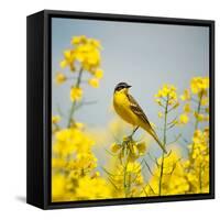 Bird in Yellow Flowers, Rapeseed-belu gheorghe-Framed Stretched Canvas