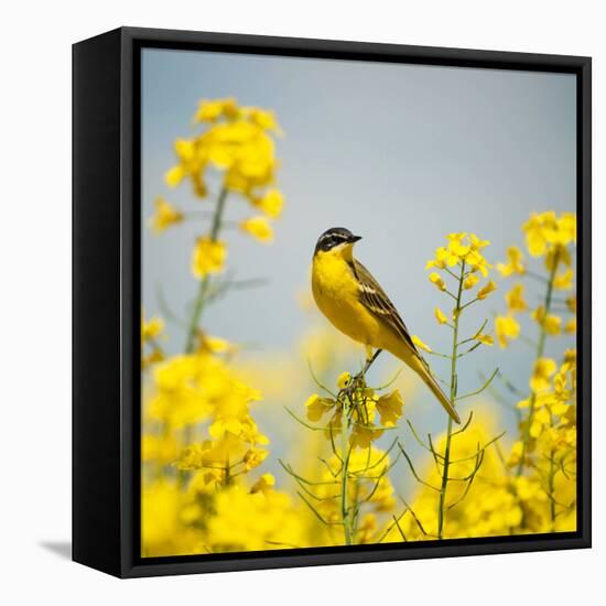 Bird in Yellow Flowers, Rapeseed-belu gheorghe-Framed Stretched Canvas