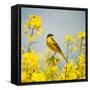 Bird in Yellow Flowers, Rapeseed-belu gheorghe-Framed Stretched Canvas