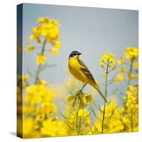 Bird in Yellow Flowers, Rapeseed-belu gheorghe-Stretched Canvas