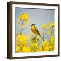 Bird in Yellow Flowers, Rapeseed-belu gheorghe-Framed Photographic Print