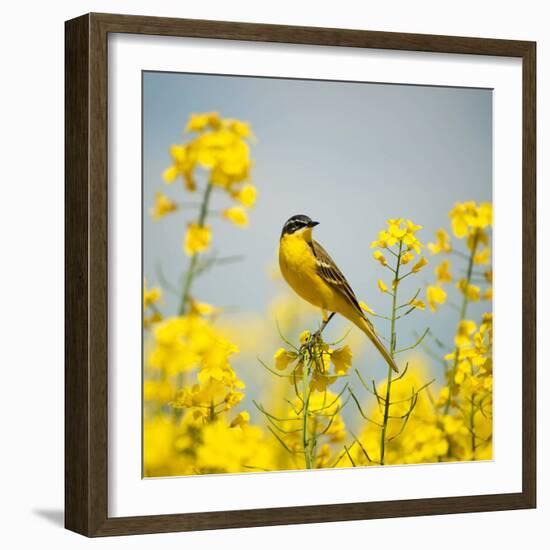 Bird in Yellow Flowers, Rapeseed-belu gheorghe-Framed Photographic Print