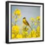 Bird in Yellow Flowers, Rapeseed-belu gheorghe-Framed Photographic Print