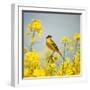 Bird in Yellow Flowers, Rapeseed-belu gheorghe-Framed Photographic Print
