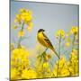 Bird in Yellow Flowers, Rapeseed-belu gheorghe-Mounted Photographic Print