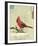 Bird IV-Kareem Rizk-Framed Giclee Print