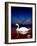 Bird Kingdom 4-Johan Lilja-Framed Giclee Print