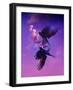 Bird Kingdom 5-Johan Lilja-Framed Giclee Print