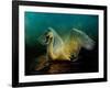 Bird Kingdom 6-Johan Lilja-Framed Giclee Print