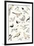 Bird Life-Clara Wells-Framed Giclee Print