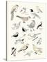 Bird Life-Clara Wells-Stretched Canvas