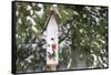 Bird, Nest Box with Holiday Swag in Winter, Marion, Illinois, Usa-Richard ans Susan Day-Framed Stretched Canvas