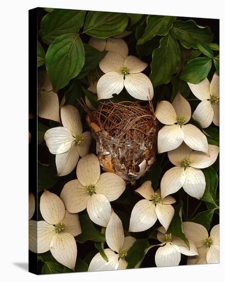 Bird nest kousa dogwood-null-Stretched Canvas