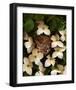 Bird nest kousa dogwood-null-Framed Art Print