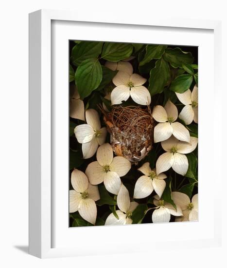 Bird nest kousa dogwood-null-Framed Art Print