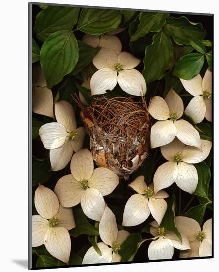 Bird nest kousa dogwood-null-Mounted Art Print