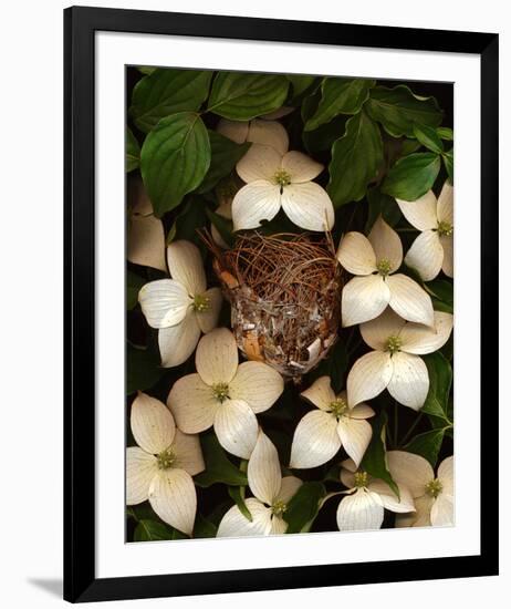 Bird nest kousa dogwood-null-Framed Art Print