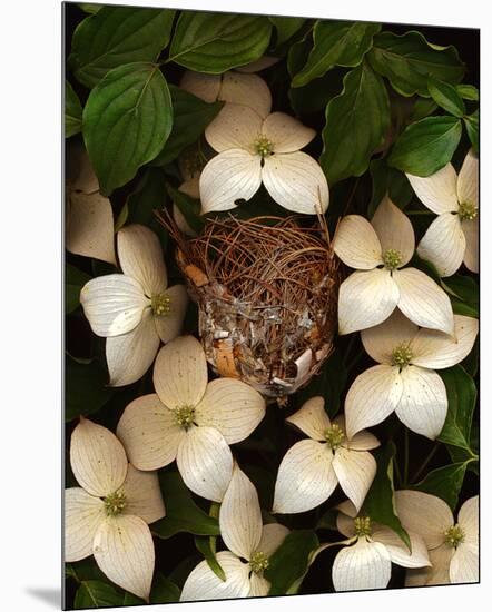 Bird nest kousa dogwood-null-Mounted Art Print