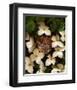 Bird nest kousa dogwood-null-Framed Art Print