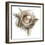 Bird Nest Study I-Ethan Harper-Framed Art Print